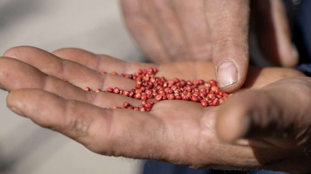 Granturi de până la 20.000 EUR pentru fermieri. Ce trebuie să știi - agroexpert.md