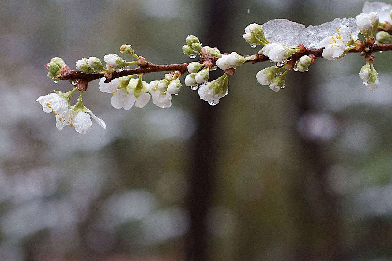 Codul galben de înghețuri se prelungește. Până când e valabil fenomenul - agroexpert.md