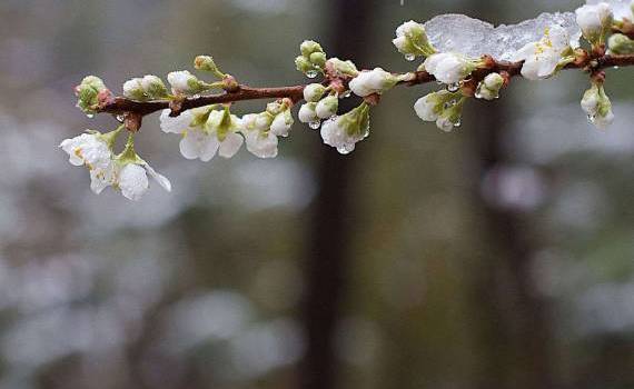 Codul galben de înghețuri se prelungește. Până când e valabil fenomenul - agroexpert.md