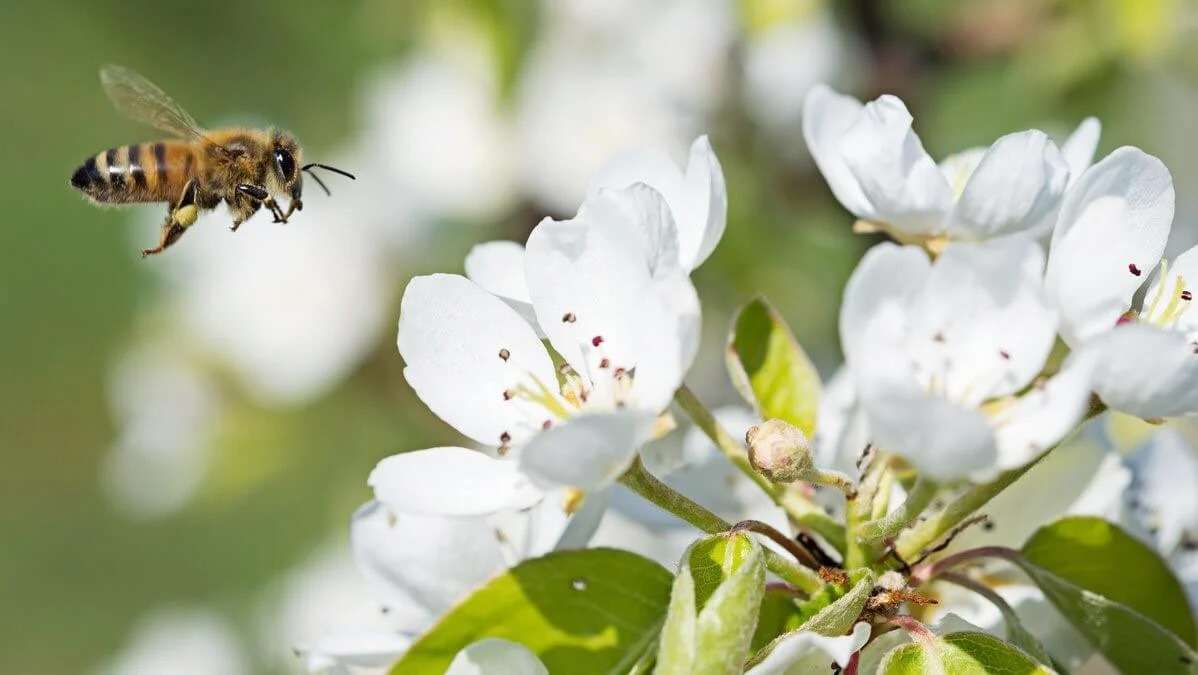Polenizarea sâmburoaselor cu albinele zidar: soluție eficientă în pomicultură - agroexpert.md
