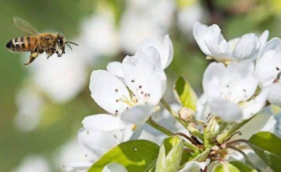 Polenizarea sâmburoaselor cu albinele zidar: soluție eficientă în pomicultură - agroexpert.md