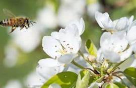 Polenizarea sâmburoaselor cu albinele zidar: soluție eficientă în pomicultură - agroexpert.md