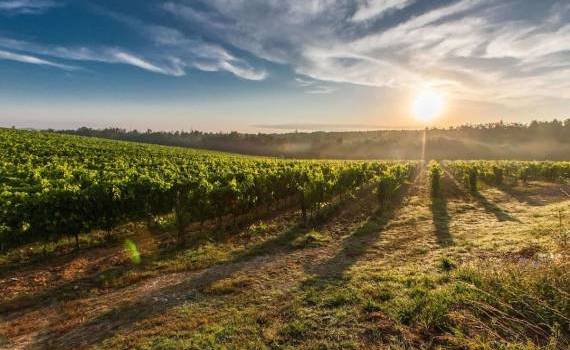 Franța ar putea produce mai puțin vin din cauza caniculei și secetei - agroexpert.md