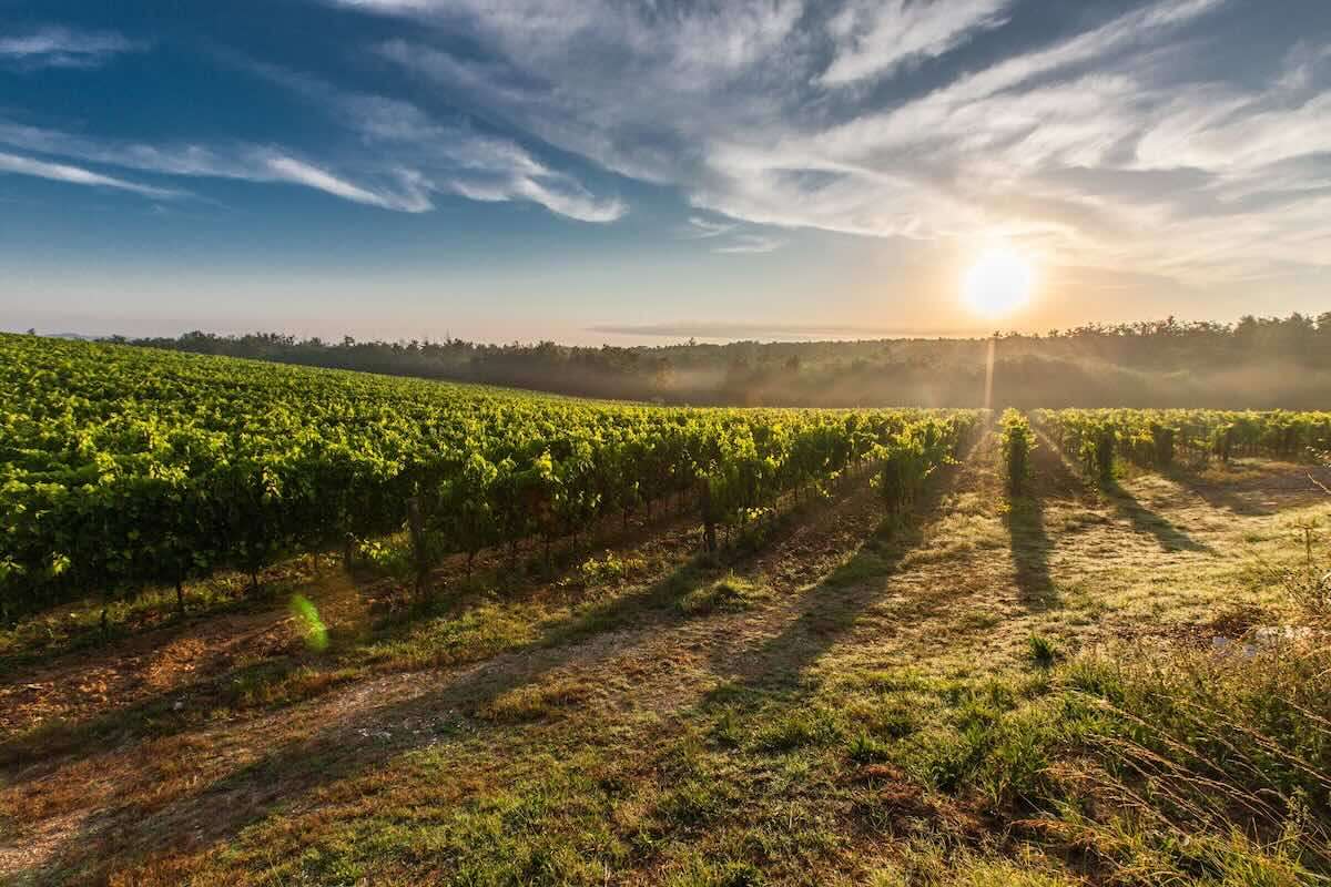 Franța ar putea produce mai puțin vin din cauza caniculei și secetei - agroexpert.md