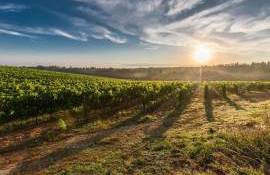 Franța ar putea produce mai puțin vin din cauza caniculei și secetei - agroexpert.md