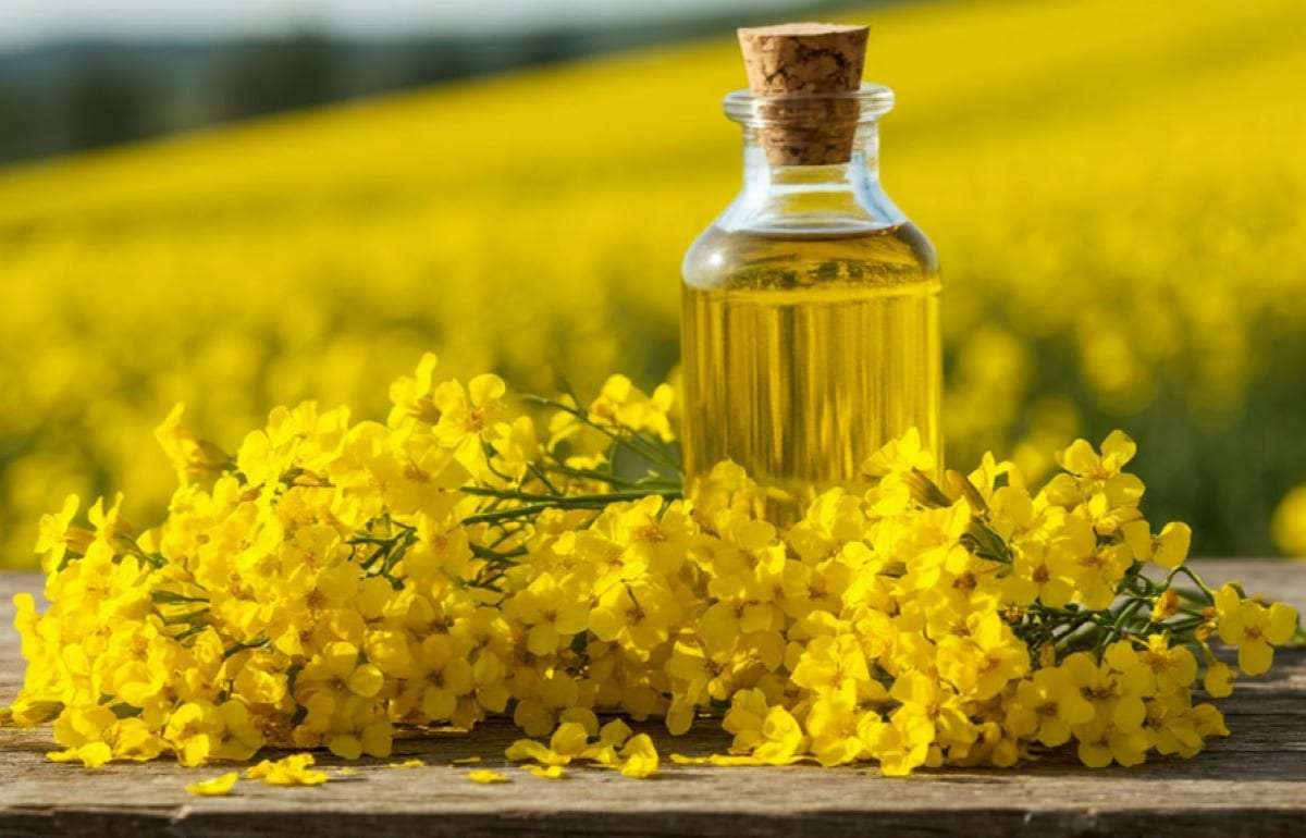Дефицит рапса может парализовать работу польских переработчиков - agroexpert.md