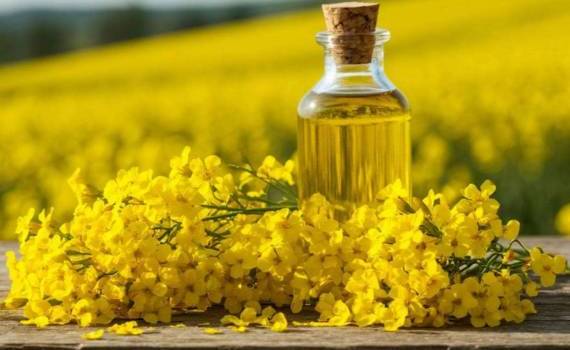 Дефицит рапса может парализовать работу польских переработчиков - agroexpert.md
