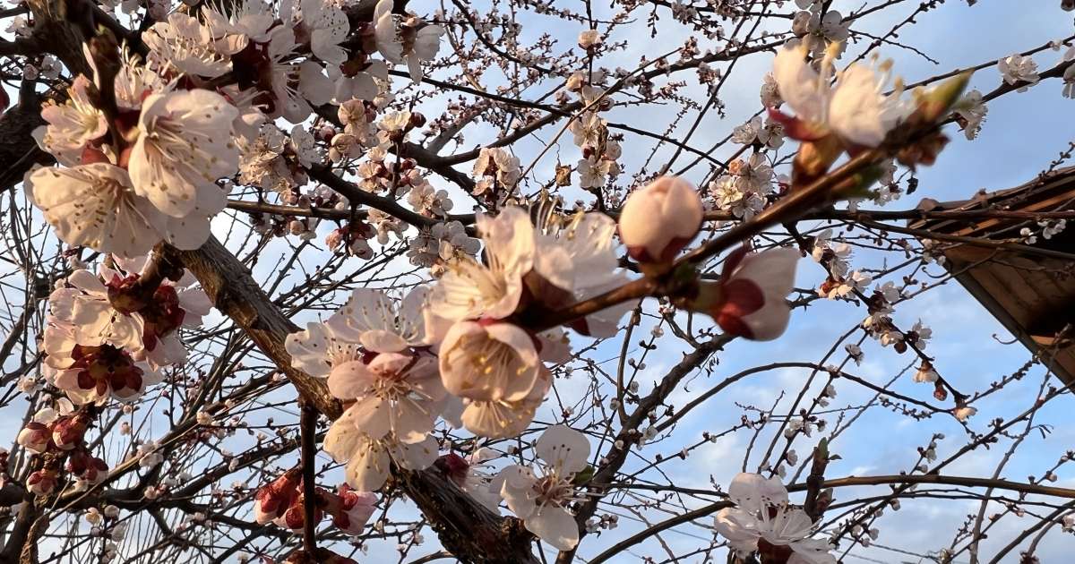 MAIA: măsuri de protecție pentru culturile sensibile la frig - agroexpert.md