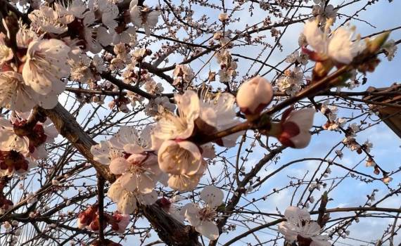 MAIA: măsuri de protecție pentru culturile sensibile la frig - agroexpert.md