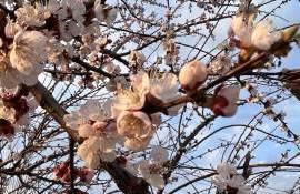 MAIA: măsuri de protecție pentru culturile sensibile la frig - agroexpert.md