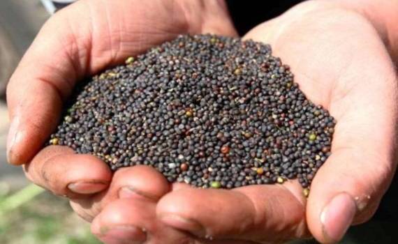 Рапс в Польше дорожает на фоне ожиданий низкого урожая - agroexpert.md