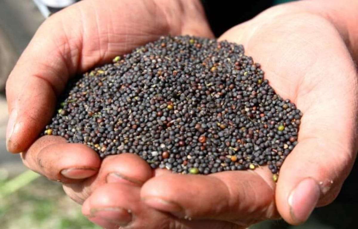 Рапс в Польше дорожает на фоне ожиданий низкого урожая - agroexpert.md