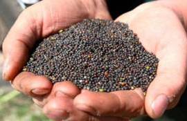 Рапс в Польше дорожает на фоне ожиданий низкого урожая - agroexpert.md