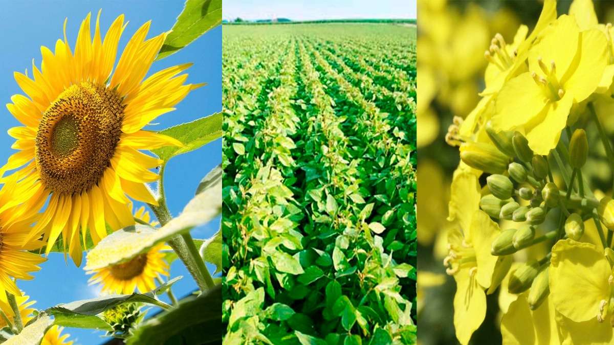 Экспорт масличных культур - agroexpert.md