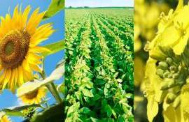 Экспорт масличных культур - agroexpert.md
