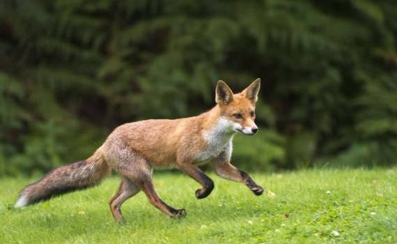 Start vaccinării antirabice a vulpilor. Recomandările ANSA - agroexpert.md