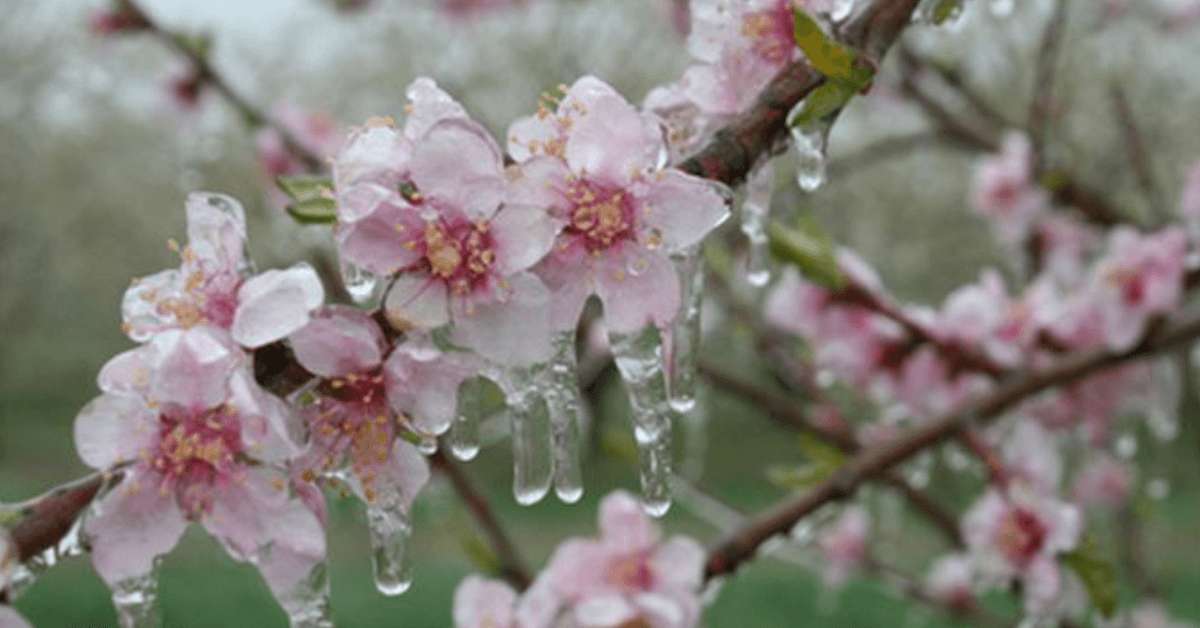 Cod galben de îngheț, prelungit! Vezi limitele pentru pomii fructiferi - agroexpert.md