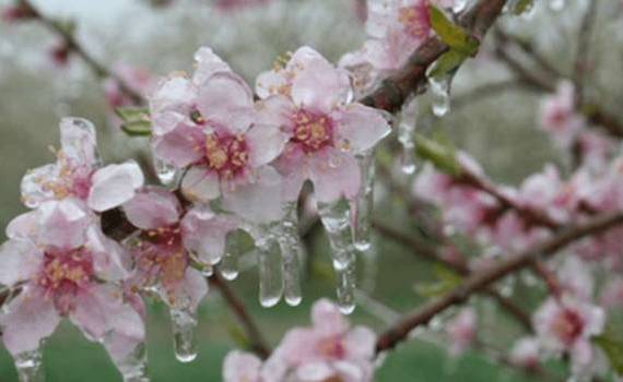 Cod galben de îngheț, prelungit! Vezi limitele pentru pomii fructiferi - agroexpert.md