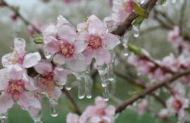 Cod galben de îngheț, prelungit! Vezi limitele pentru pomii fructiferi - agroexpert.md