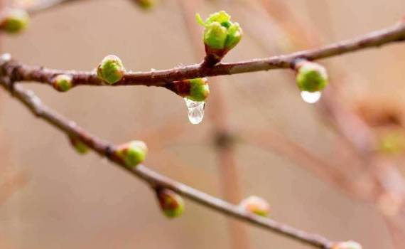 Înghețurile pun la încercare pomicultura? Iată situația din nordul țării - agroexpert.md