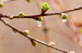 Înghețurile pun la încercare pomicultura? Iată situația din nordul țării - agroexpert.md