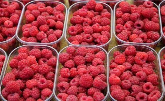 Сможет ли молдавская малина выйти на новый уровень экспорта и цен? - agroexpert.md