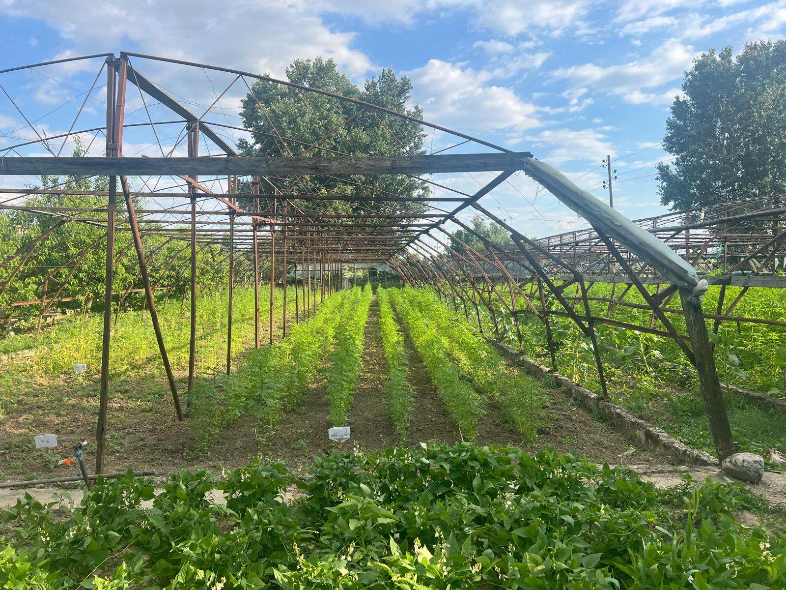Noi tehnologii pentru cultivarea cânepei și refacerea solurilor - agroexpert.md