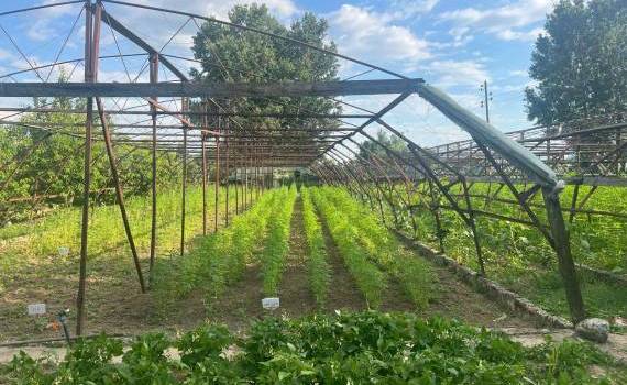 Noi tehnologii pentru cultivarea cânepei și refacerea solurilor - agroexpert.md
