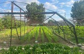 Noi tehnologii pentru cultivarea cânepei și refacerea solurilor - agroexpert.md