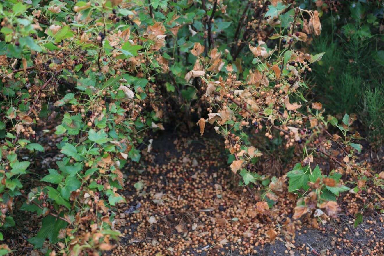 plantațiile de coacăz negru - agroexpert.md