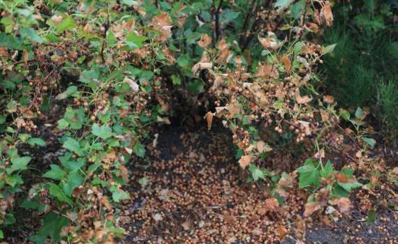 plantațiile de coacăz negru - agroexpert.md