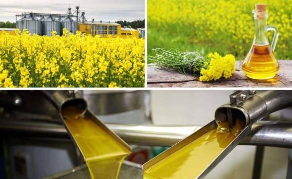 Страны ЕС достигли рекордных объёмов переработки рапса в 2025/26 МГ - agroexpert.md