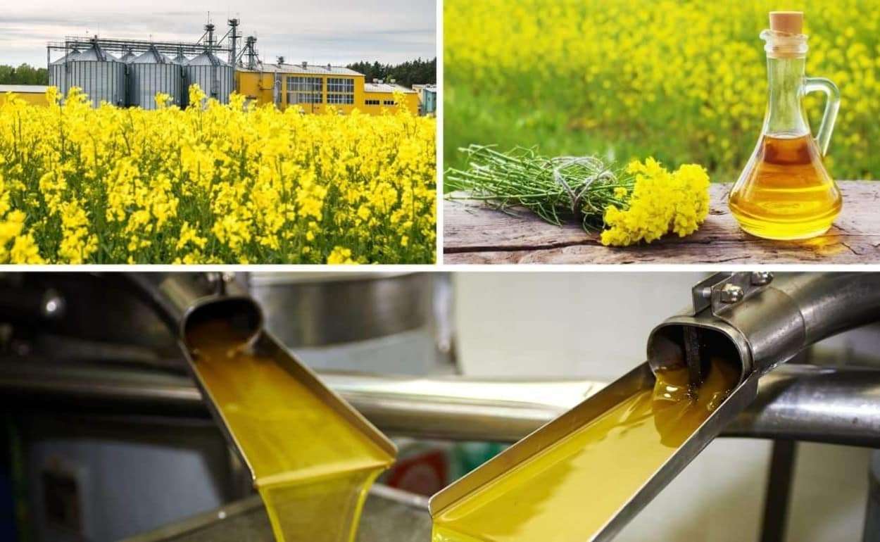 Страны ЕС достигли рекордных объёмов переработки рапса в 2025/26 МГ - agroexpert.md