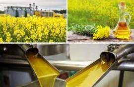 Страны ЕС достигли рекордных объёмов переработки рапса в 2025/26 МГ - agroexpert.md