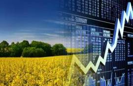 На фоне подорожания нефти фьючерсы на рапс демонстрируют рост - agroexpert.md