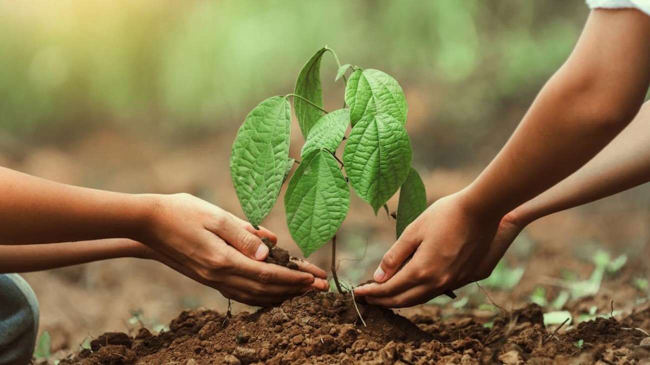 Ce se întâmplă cu puieții după plantare? Explicațiile ministrului Mediului - agroexpert.md