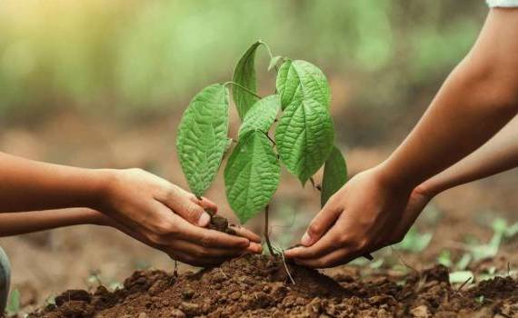 Ce se întâmplă cu puieții după plantare? Explicațiile ministrului Mediului - agroexpert.md
