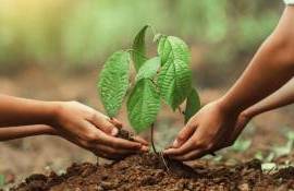 Ce se întâmplă cu puieții după plantare? Explicațiile ministrului Mediului - agroexpert.md
