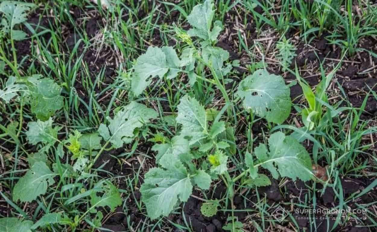 Как не допустить превращения промежуточных культур в сорняки - agroexpert.md