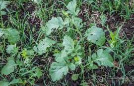 Как не допустить превращения промежуточных культур в сорняки - agroexpert.md