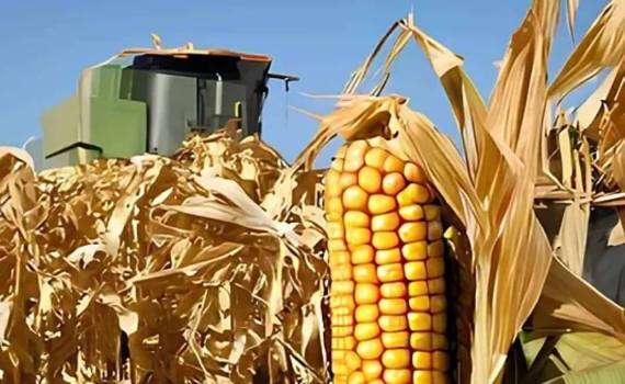 Во Франции ожидается рекордно низкий урожай кукурузы за 50 лет - agroexpert.md