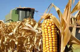 Во Франции ожидается рекордно низкий урожай кукурузы за 50 лет - agroexpert.md