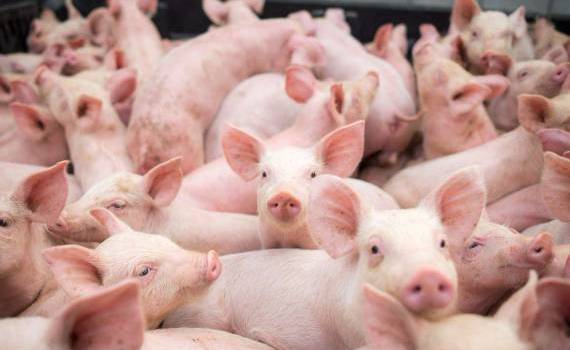 Pesta porcină a lovit Golden Piglet. Ferma încă așteaptă despăgubiri - agroexpert.md