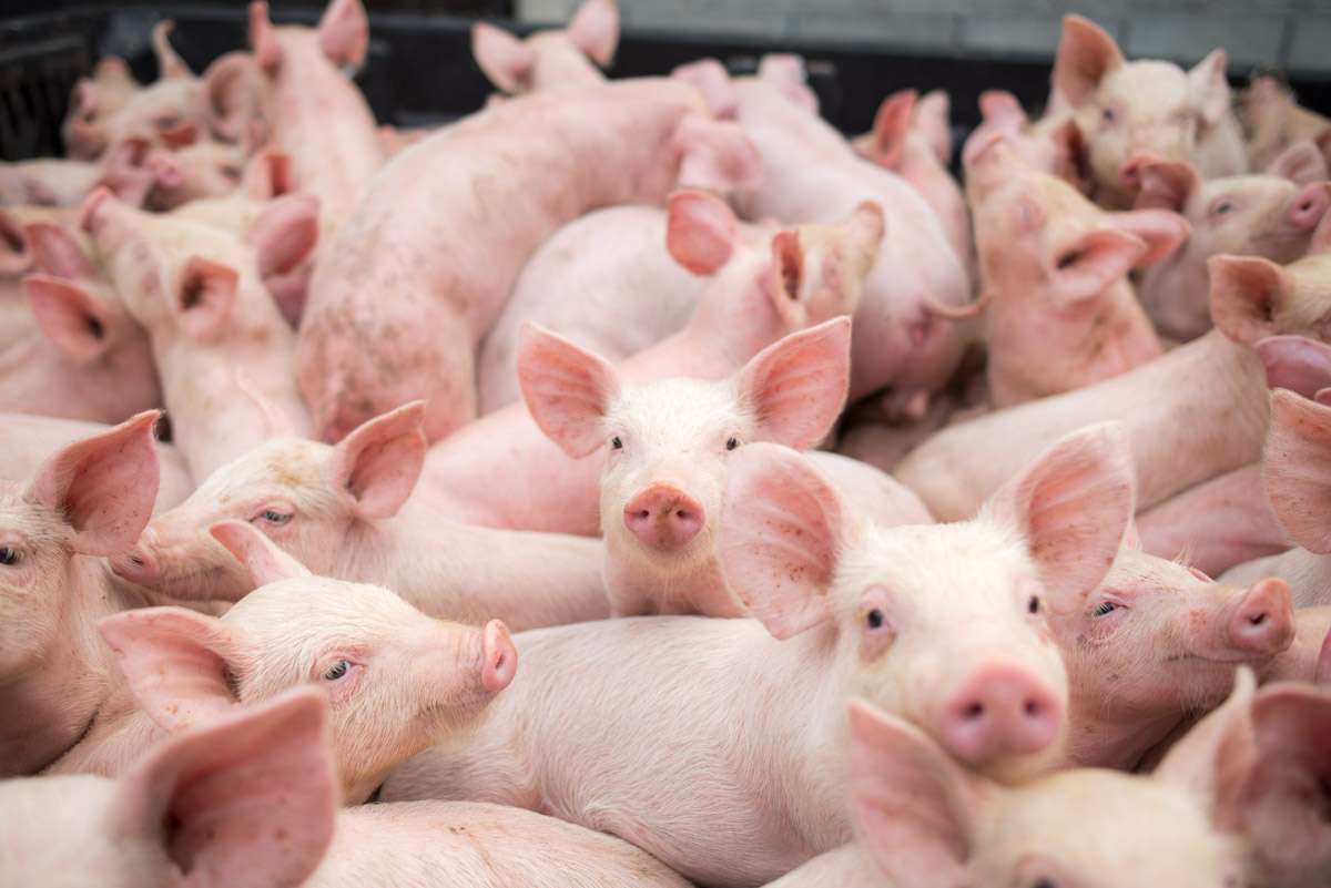 Pesta porcină a lovit Golden Piglet. Ferma încă așteaptă despăgubiri - agroexpert.md