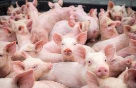 Pesta porcină a lovit Golden Piglet. Ferma încă așteaptă despăgubiri - agroexpert.md