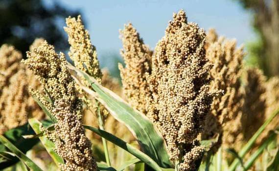Почему польские фермеры всё больше своих площадей засевают сорго? - agroexpert.md