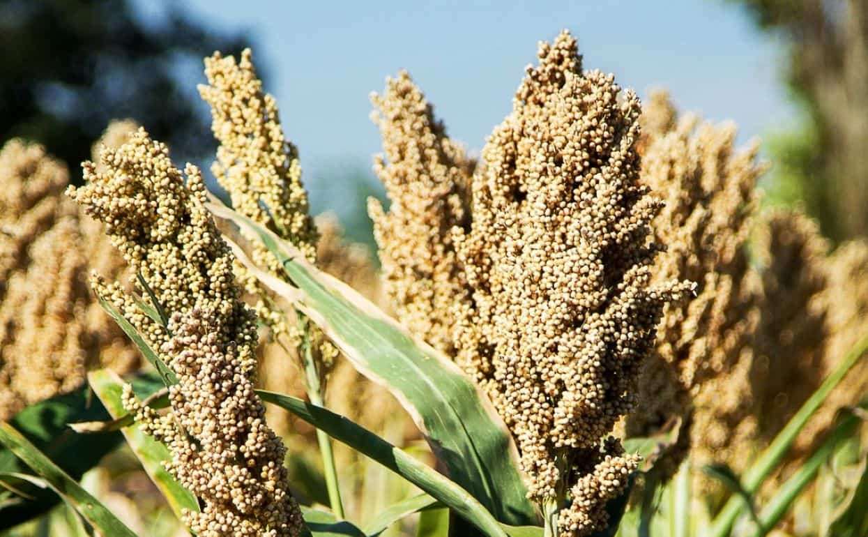 Почему польские фермеры всё больше своих площадей засевают сорго? - agroexpert.md