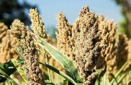 Почему польские фермеры всё больше своих площадей засевают сорго? - agroexpert.md
