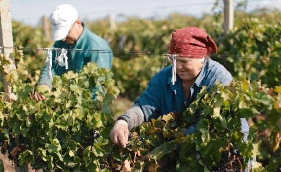 Muncitori străini în agricultură. Ce spun autoritățile - agroexpert.md