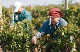 Muncitori străini în agricultură. Ce spun autoritățile - agroexpert.md
